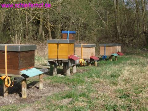 Bienestand Streuobstwiese Olching