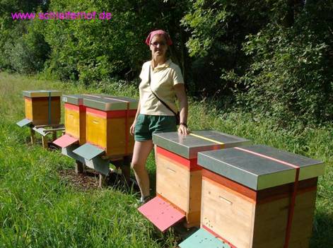 Bienen auf der Streuobstwiese