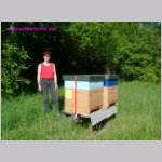 Bienen3587.JPG