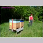 Bienen3588.JPG