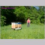 Bienen3591.JPG